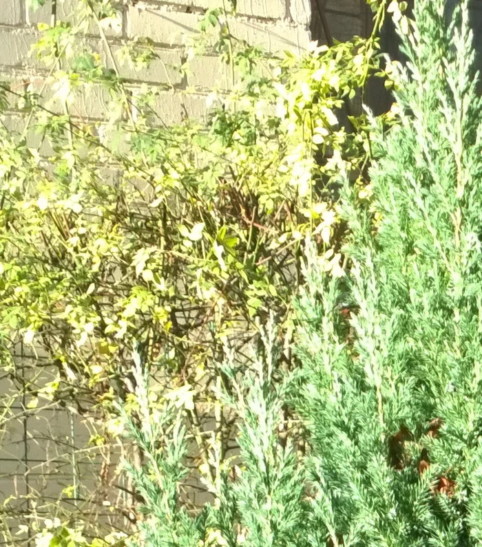 Camera Lumia 909 (1020) VS Samsung S7 for the user - My, Lumia 1020, Samsung galaxy s7, Comparison, Camera, camera phone, Versus, Against, Longpost