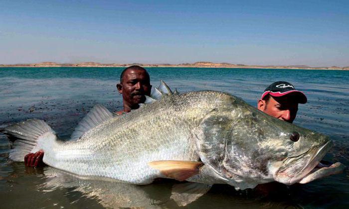 Features of national fishing in Chad - My, Africa, Fishing