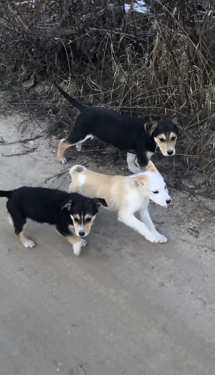 The mother and her puppies came to the house. Help me distribute it please - My, No rating, Puppies, In good hands, A pity, Kindness, Animal shelter, Help, Longpost, Dog, Kaluga region, Moscow region