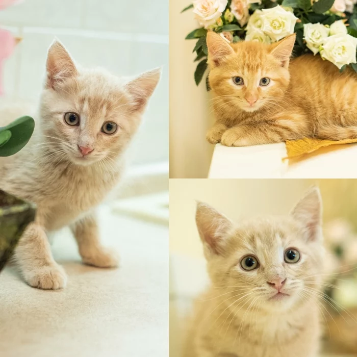 Three brother cats are looking for a home! Moscow, MO - My, Longpost, Moscow, cat, Kittens, In good hands, No rating, Pets, Redheads