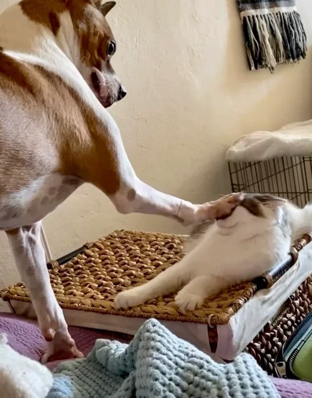 Beep - cat, Dog, Dominate Conquer Humiliate, Cats and dogs together