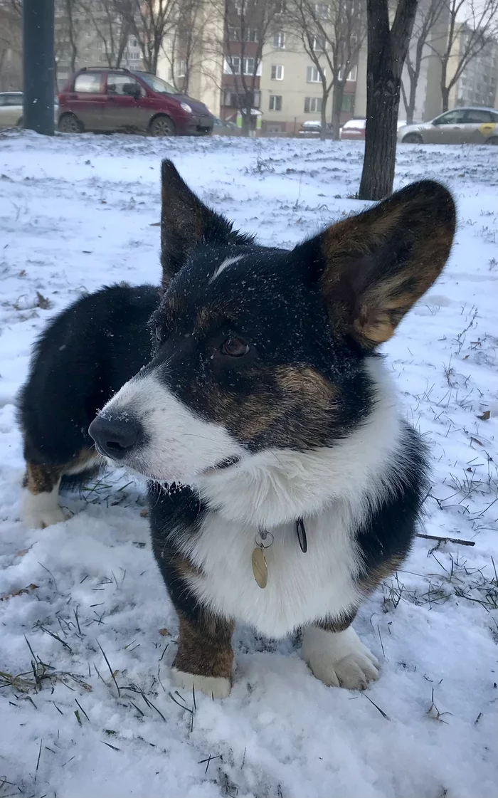 On Instagram and in life - My, Dog, Welsh Corgi Cardigan, The photo, Longpost, Corgi