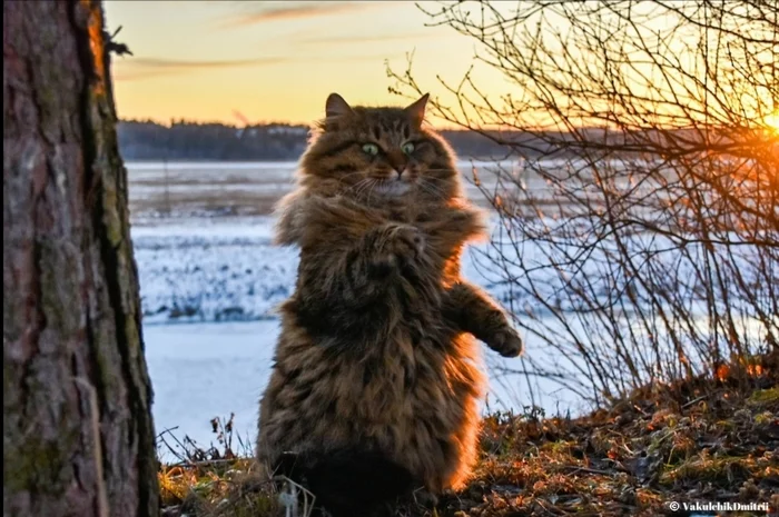 Siberian cat - My, The photo, cat, Nature, Landscape, Sunset, Moscow region, Winter