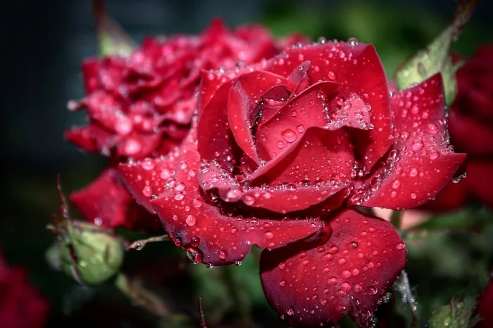 Rose - My, the Rose, Flowers, Drops, Macro photography, Canon 80d, After the rain