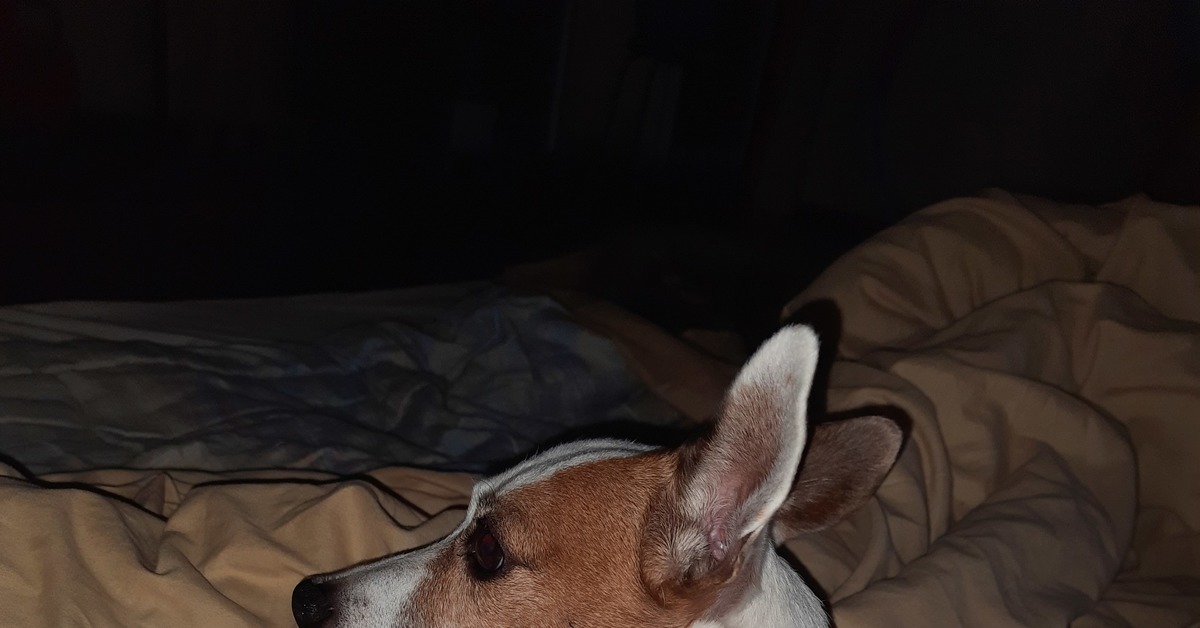 Собачья преданность | Пикабу