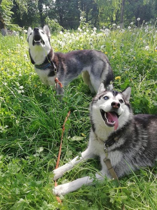 Husky on a walk - My, Husky, Dog, Wolf, Longpost