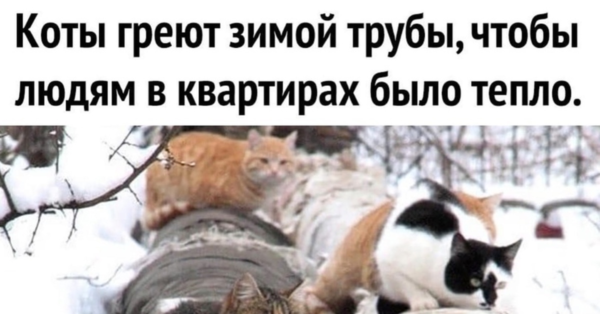 Коты греют зимой трубы