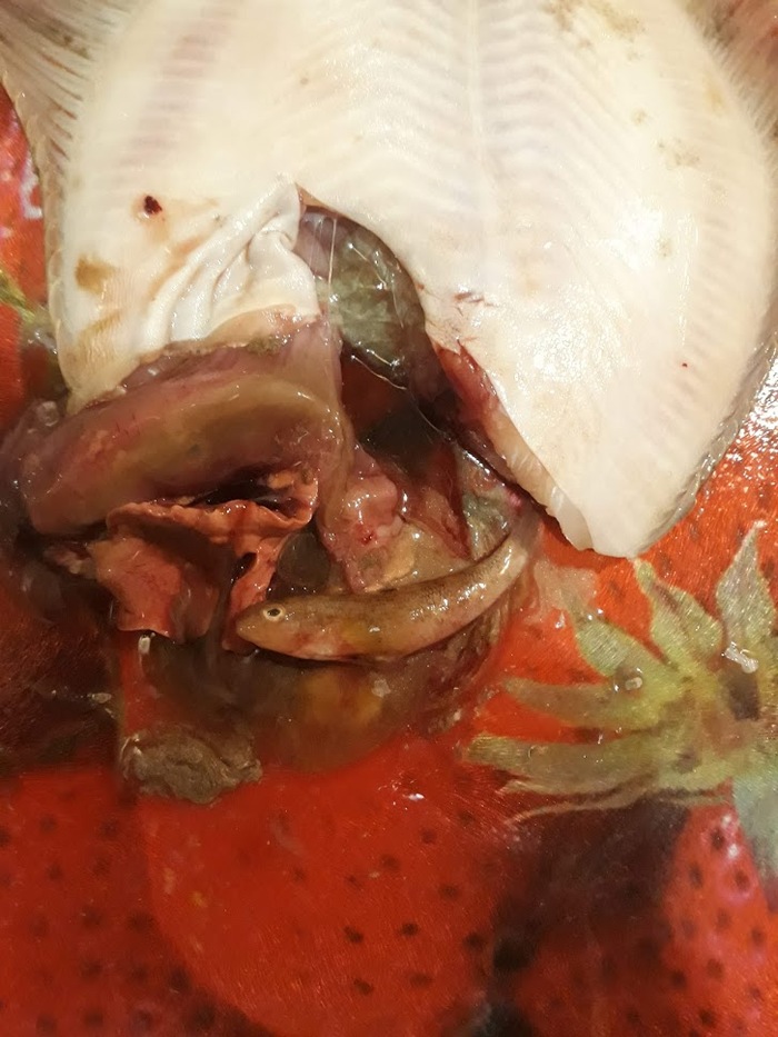 Кто проживает в желудке калкана