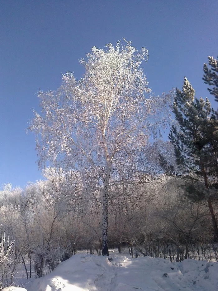 Winter morning - My, Winter, Frost, The photo, Nature