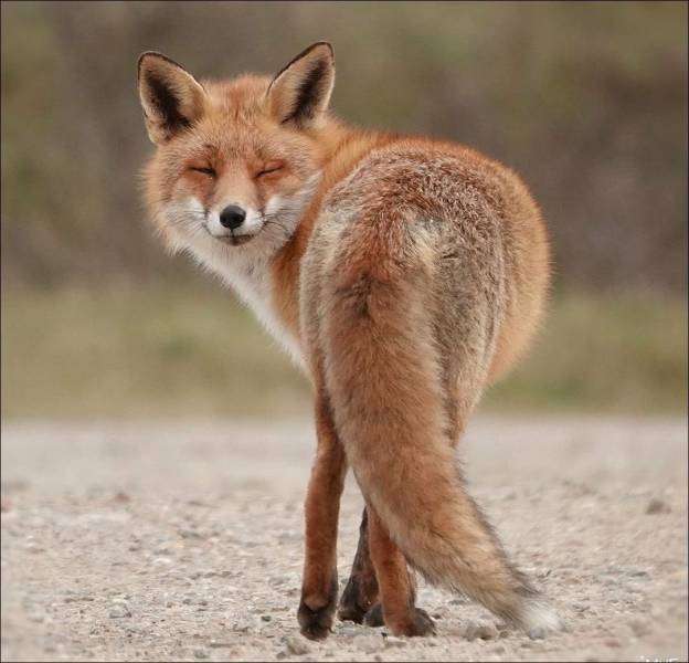 Patrikeevna - Fox, Animals, Squint, Facial expression, Milota, Tail, From the network