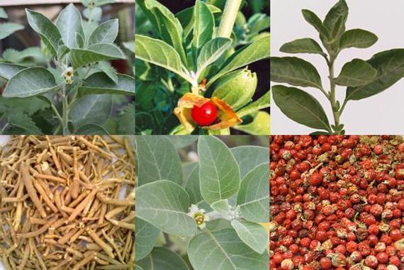 Proven effectiveness: Ashwagandha - My, Nootropics, Ayurveda, Longpost