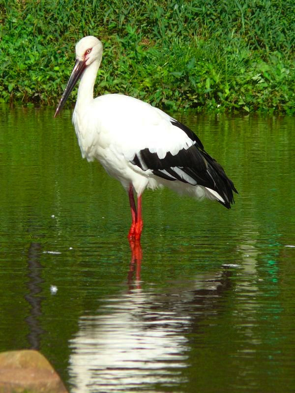 I'll sew you another, silk, blue, good new wing - Far Eastern stork, Injury, Birds, Дальний Восток, Red Book, news, Vet, Positive, Animal Rescue, wildlife, Video, Longpost