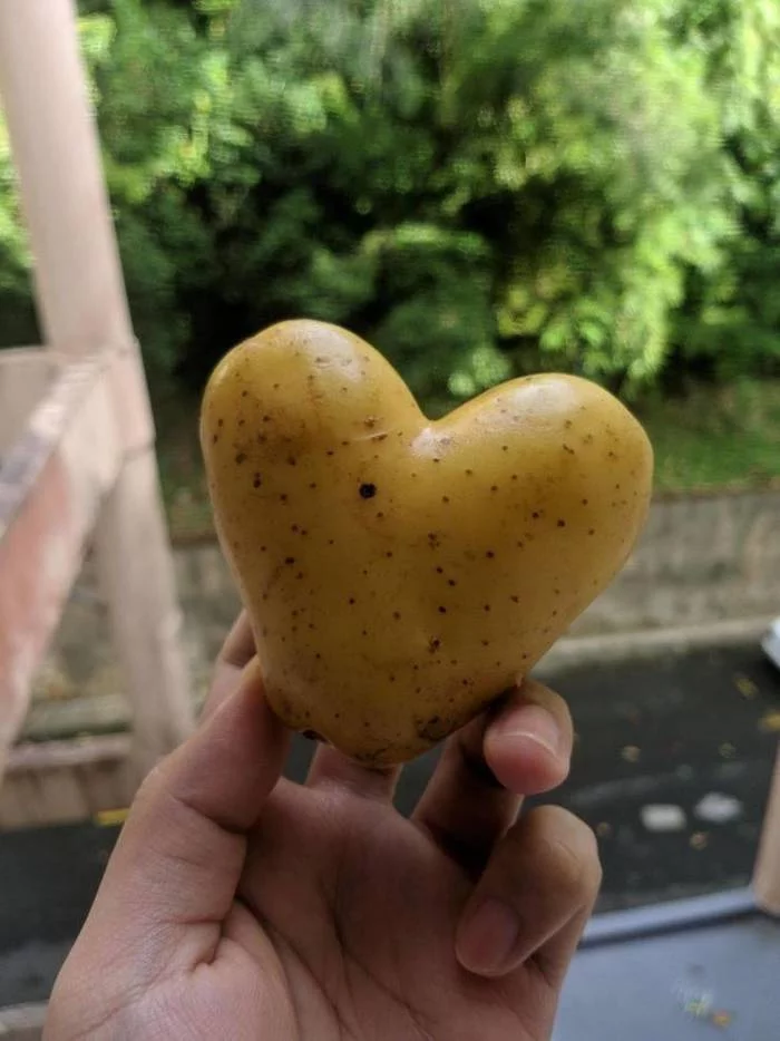 A year ago the headline here would have been “From Belarus with love” - Republic of Belarus, Potato, Heart, With love, Before, The photo