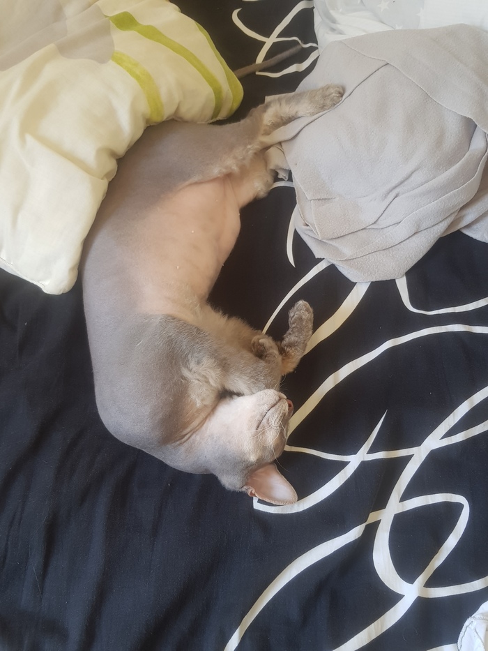 ����� ����