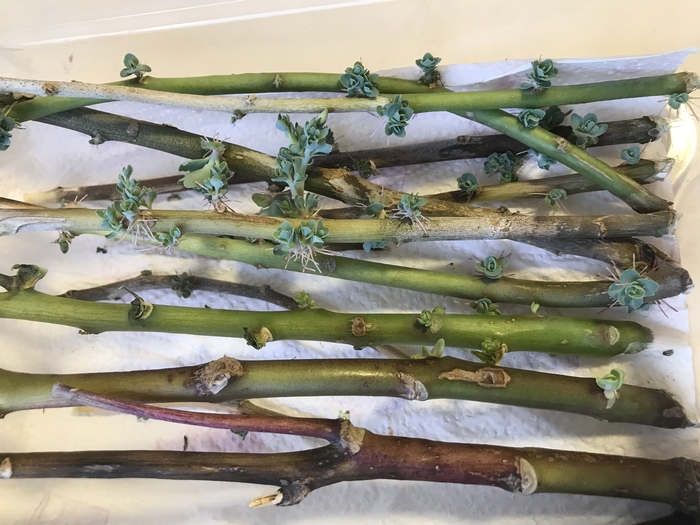 Размножение очитка видного: часть вторая