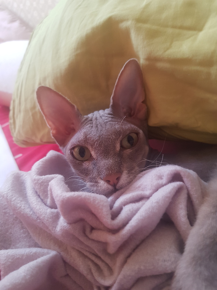 ������ �����