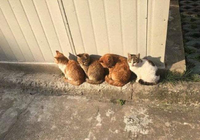 Now that's order - cat, Perfectionism, Longpost