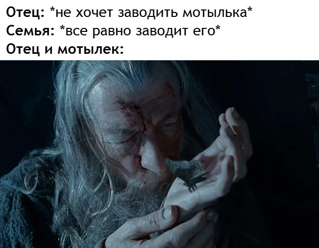 Fathers and moths - Lord of the Rings, Gandalf, Butterfly, Memes, Translated by myself, Picture with text