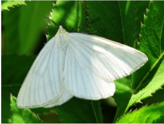 Tale of Butterflies and Sylphs. Part One - The Legend of Amaranth and the Caterpillar - My, Story, Butterfly, Belyanka, Legend, Amaranth, Insects, Parable, Flowers, Longpost