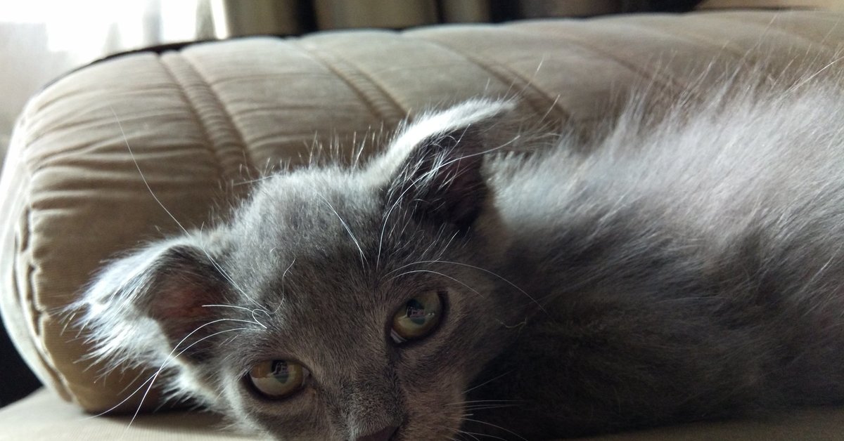 воздушный шар сердце в небе. значение слова клубятся. уставшая собака. что значит. девушка с опущенными руками.