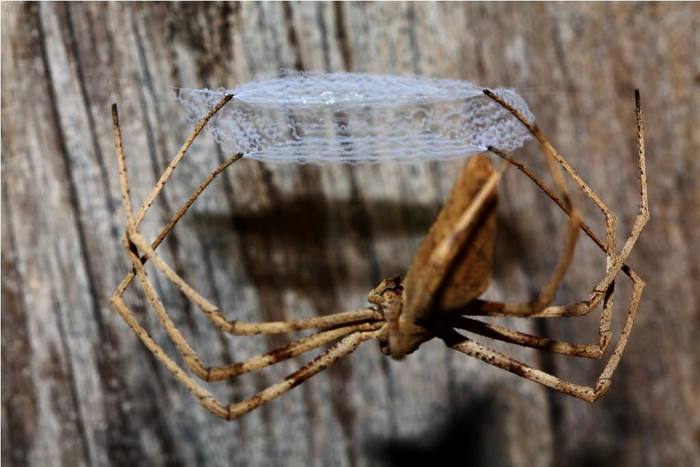 Australia's gladiator spiders use their webs in a unique way to hunt. - Spider, Nature, Facts, Interesting, Australia