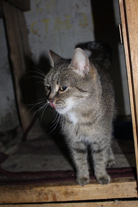 Life at the Kotoland home shelter 259 - My, cat, Shelter, Kindness, Shelter Cotoland, Help, Lipetsk, Longpost, In good hands