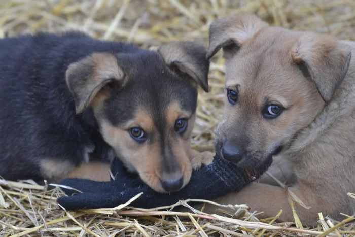 Marusya and Guy. Photoshoot - My, Dog, Puppies, The photo, Longpost, Moscow region, No rating, In good hands