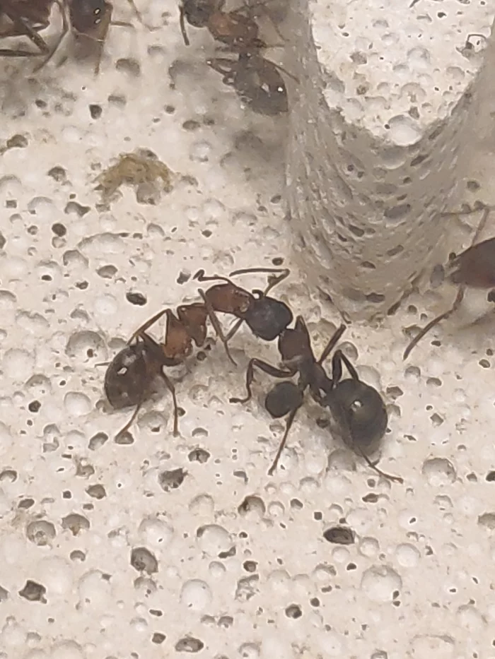 A slave ant of the genus Serviformica feeds a slave ant of the species Raptiformica - My, Ants, Slave owners