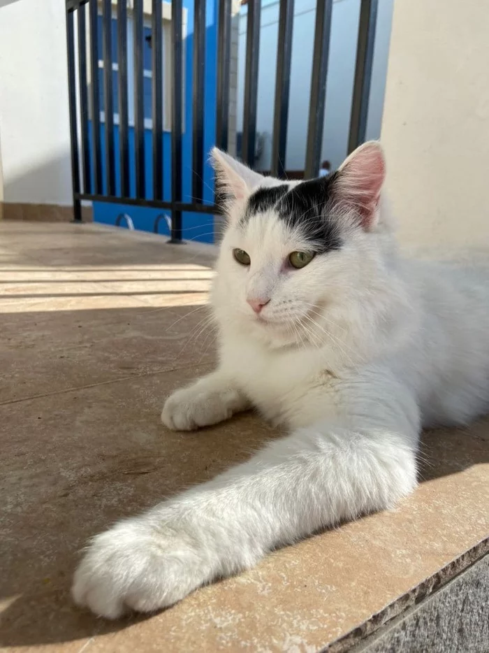 My grown ups - My, Kittens, In good hands, Cyprus, Longpost, cat
