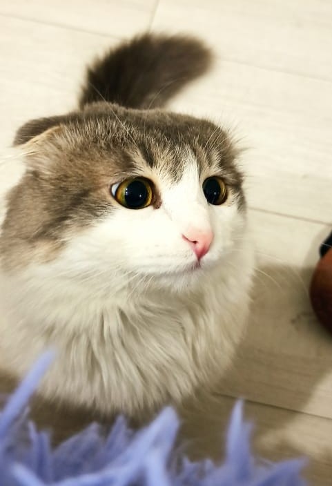      , , 