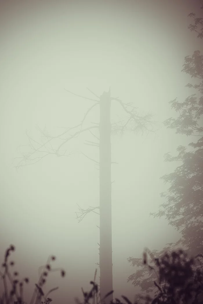 On the verge of perception 2 - My, Forest, Fog, Nature, Atmosphere, Mystic, Space, Air, Contemplation, , Minimalism, Silence, Calmness, Loneliness, Longpost