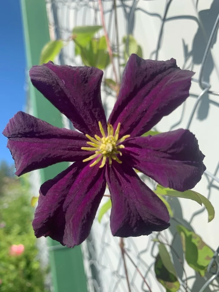 Romance in your garden. Review of the Clematis variety - My, Clematis, Flowers