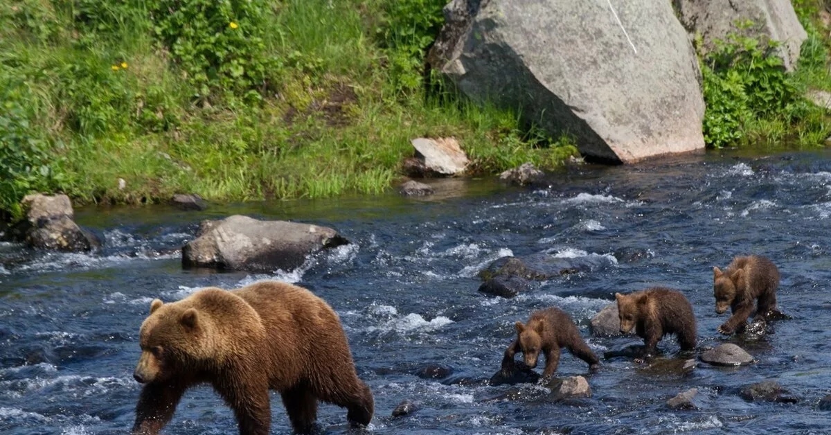 Почему 2 медведя. Байкало-Ленский заповедник бурый медведь. Байкало-Ленский заповедник медведь. Байкало Ленский заповедник берег бурых медведей. Камчатский бурый медведь.