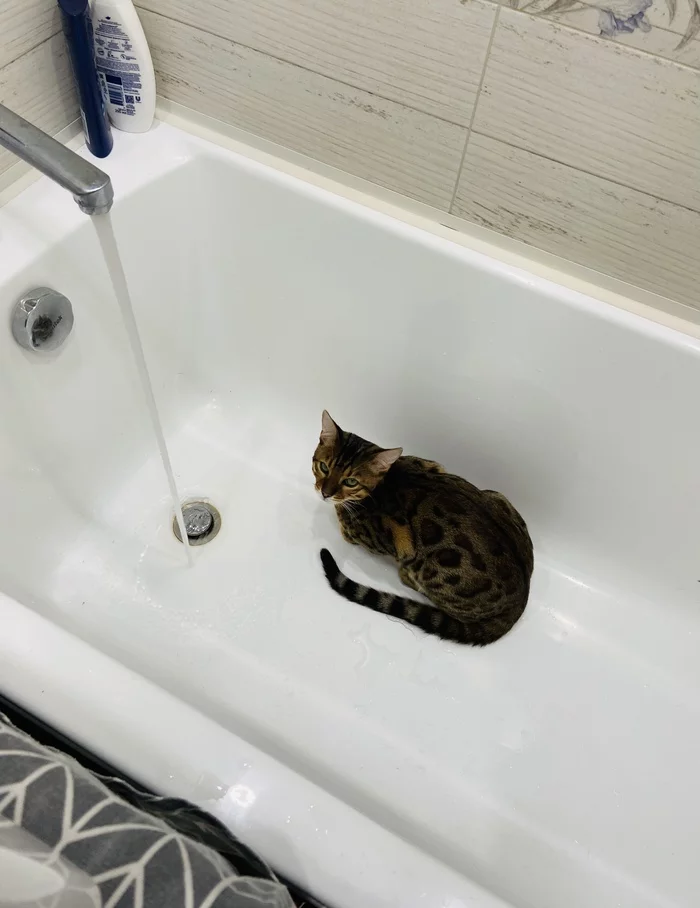 I'm fine here too - My, Bengal cat, Water procedures, Longpost, cat