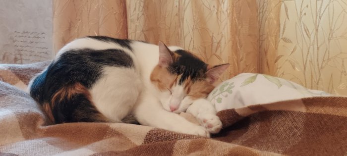 Лечебная котя Кот, Милота, Спокойной ночи, Длиннопост