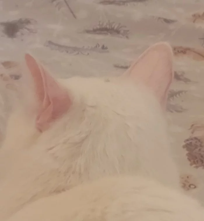Лечебная котя Кот, Милота, Спокойной ночи, Длиннопост