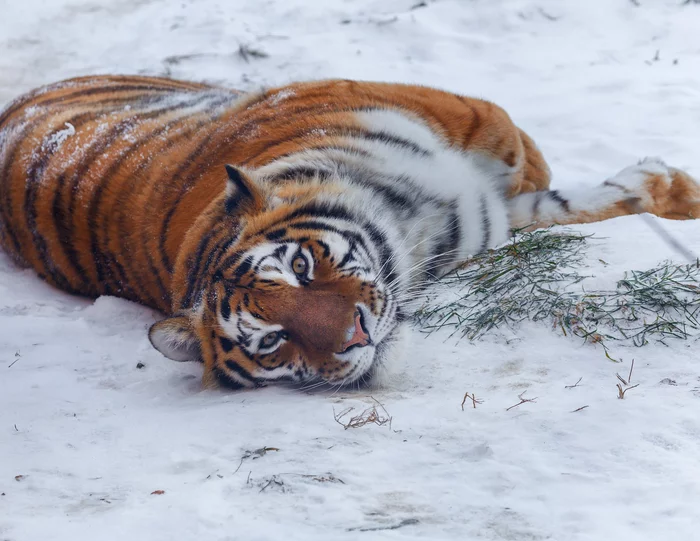 Amur tiger - Tiger, Amur tiger, Big cats, Wild animals, The national geographic, The photo, beauty of nature, Predator