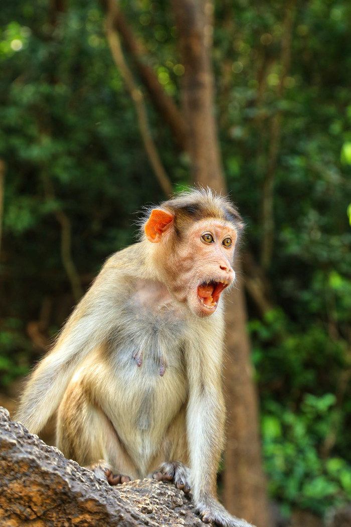 Кричащая обезьяна Обезьяна, Крик, Индия, The National Geographic, Фотография