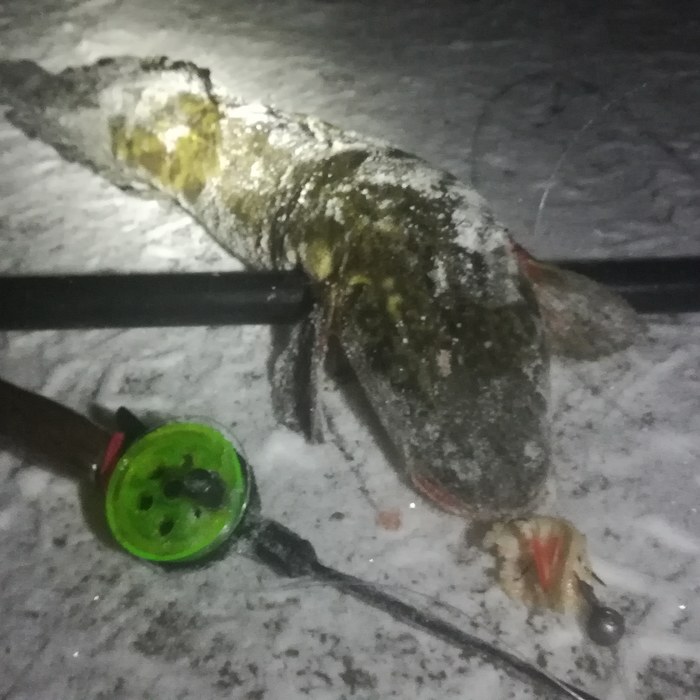 Налим на стук! Рыбалка, Налим, Зимняя рыбалка, Видео, Длиннопост