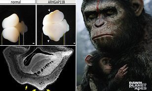 Human gene transplanted into monkeys - Scientists, Genetic Engineering, Brain, Monkey, Planet of the apes, Experience, The science, Biology, Animals, Longpost, The national geographic, Marmosets