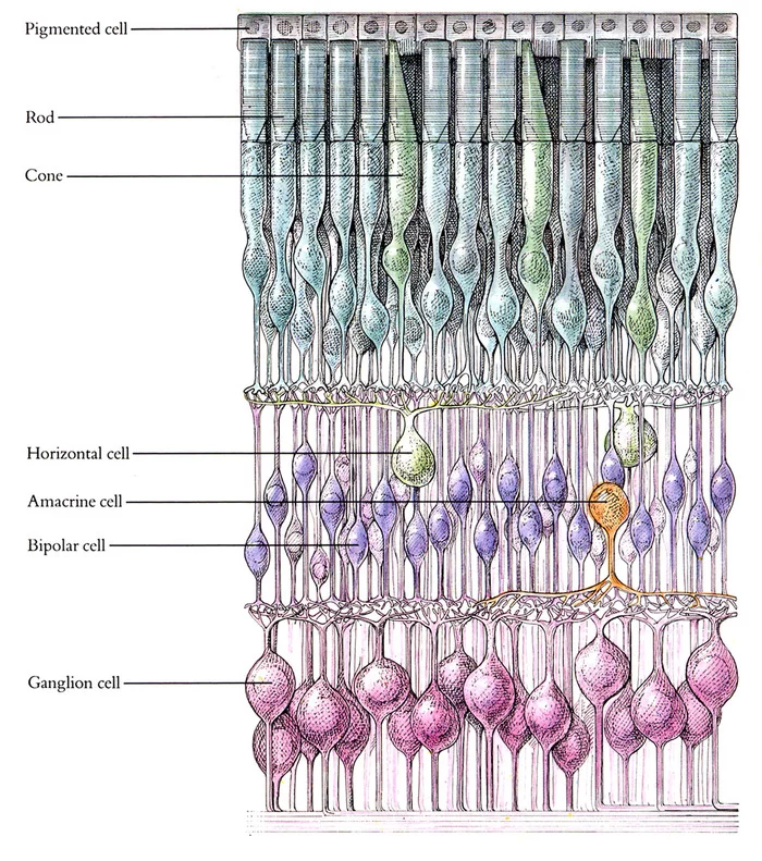 Physiology. Myths and misconceptions: rods and cones - Retina, Anatomy, Vision