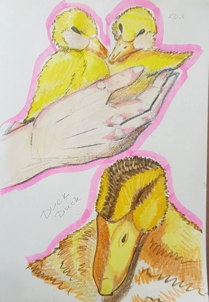 Finished - My, Pencil drawing, Drawing, Duck, Beginner artist