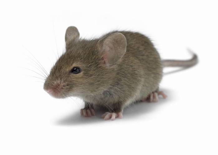 Help, mice have attacked our house - My, My house, Poison, Mouse, Help, No rating