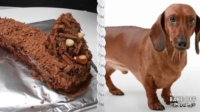 It seems! - Dog, Cake, Fail