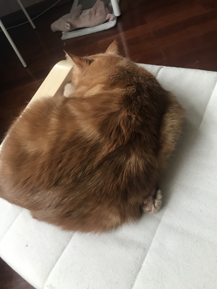 ��� ��� ������