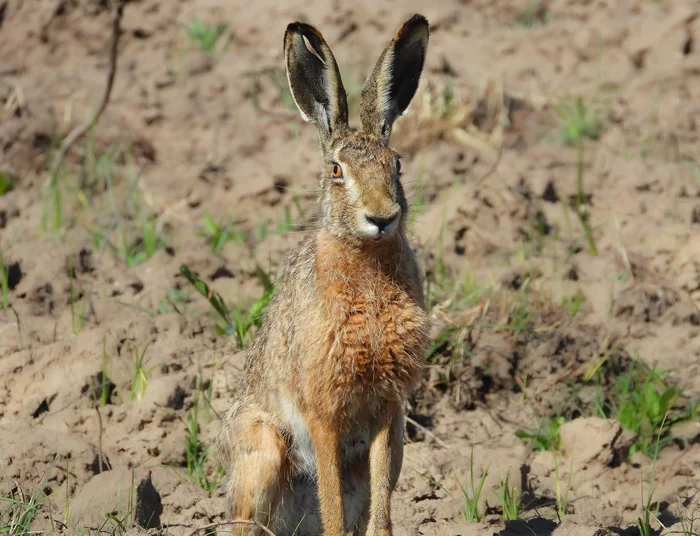 eared handsome man - Hare, Wild animals, The national geographic, The photo, Nature and man, Animals, beauty of nature, Field, Nature
