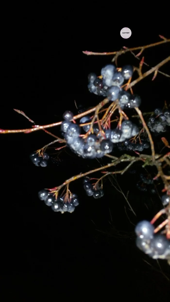 Aronia or Chokeberry - My, Berries, Market gardener, Chokeberry