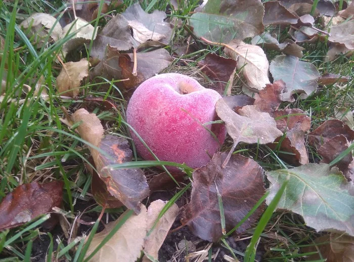 frosty apple - My, Winter, freezing, Apples
