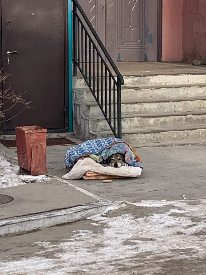 This is how a dog sleeps in Ulan-Ude - Buryatia, Ulan-Ude, Dog, Dogs and people, Stray dogs, Care