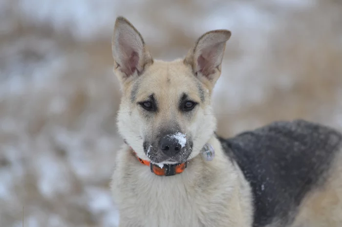 Tasha. Stories about dogs from foster care - My, Dog, Walk, Snow, The photo, Video, Longpost, In good hands, No rating, Moscow region